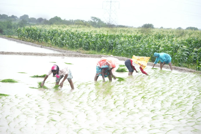 A group of people working in a field